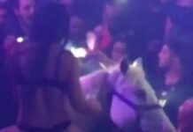 Nightclub Shuts Down After Woman Rides Horse into Crowd of Partygoers