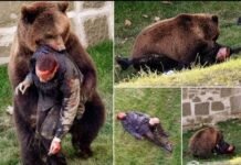 Man mauled to Death by bear while taking Selfie with it