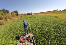 Bayelsa Community Agonises Over Water Hyacinth Menace