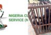 One in the Net as NCS Rescues Baby Gorilla